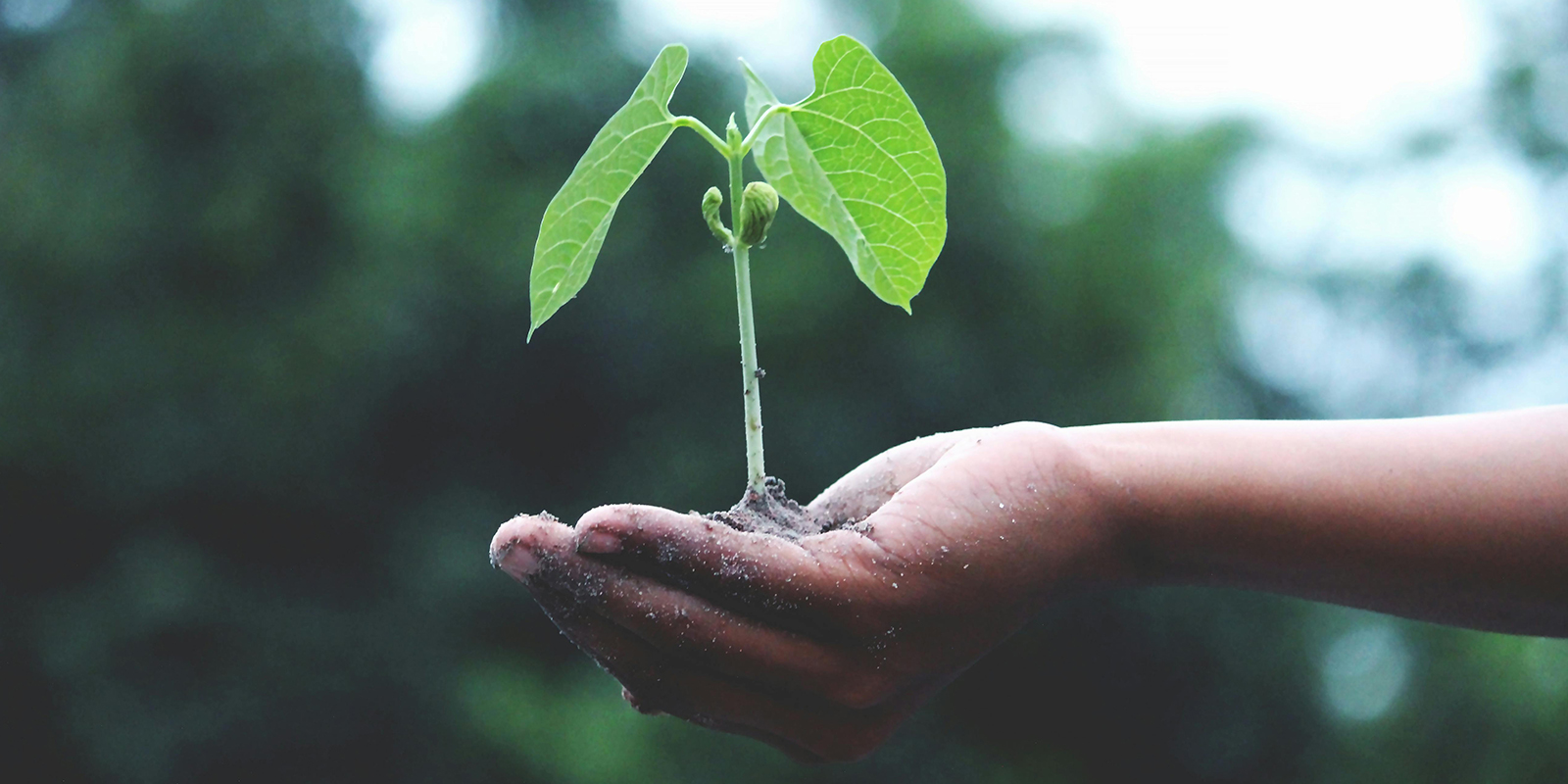 Compost Products for Growing